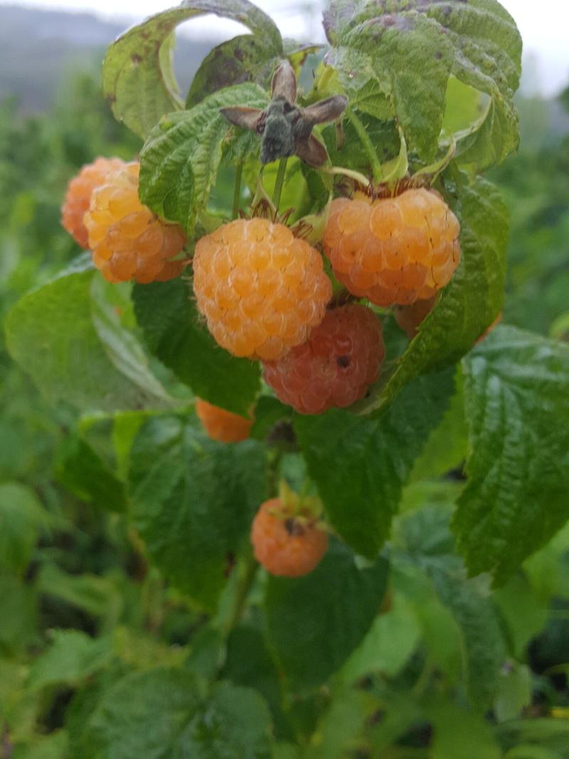 黄树莓苗双季黄树莓苗黄树莓苗新品种金维克