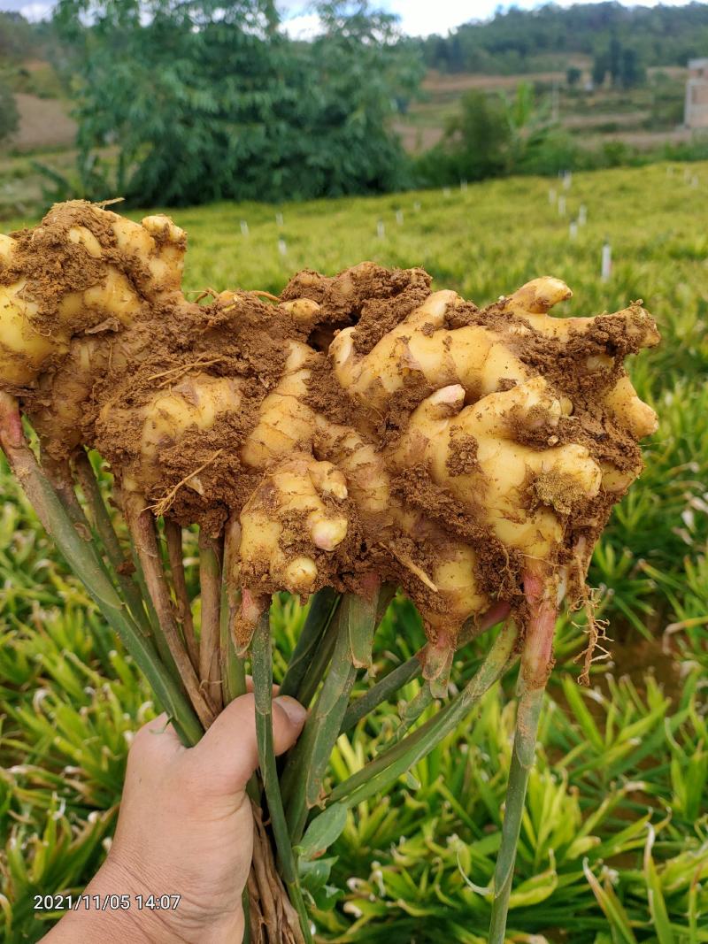 小黄姜