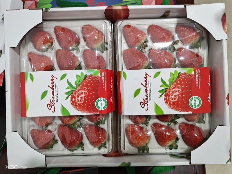 冬草莓