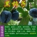 黑柿子树苗新品种嫁接果树苗南方北方种植庭院盆栽地栽当年结