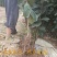 黑柿子树苗新品种嫁接果树苗南方北方种植庭院盆栽地栽当年结