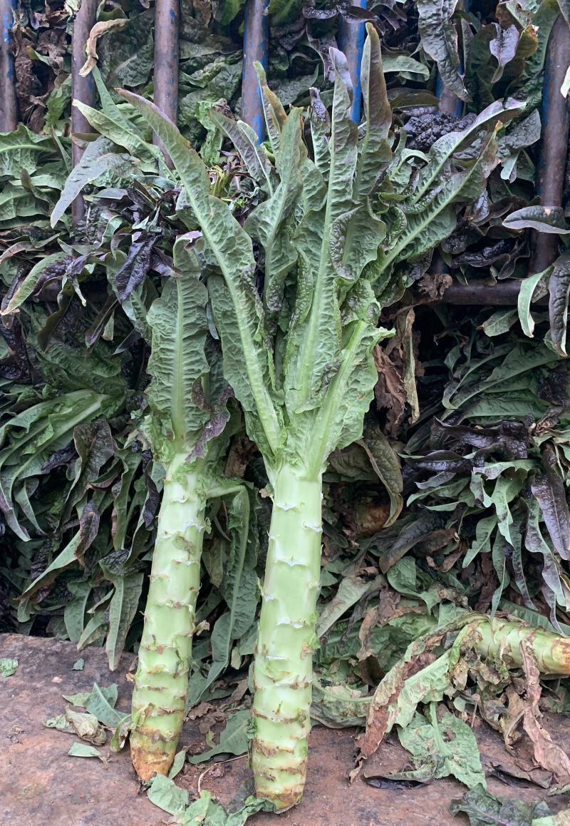 云南莴苣，杆子货，优质新鲜紫叶莴笋，一手货源，