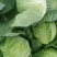 【云南甘蓝】铁头包菜大量供应产地直发品质保证