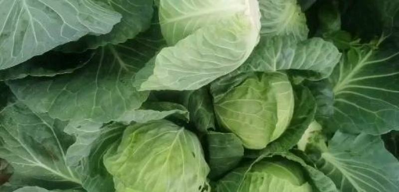 【云南甘蓝】铁头包菜大量供应产地直发品质保证