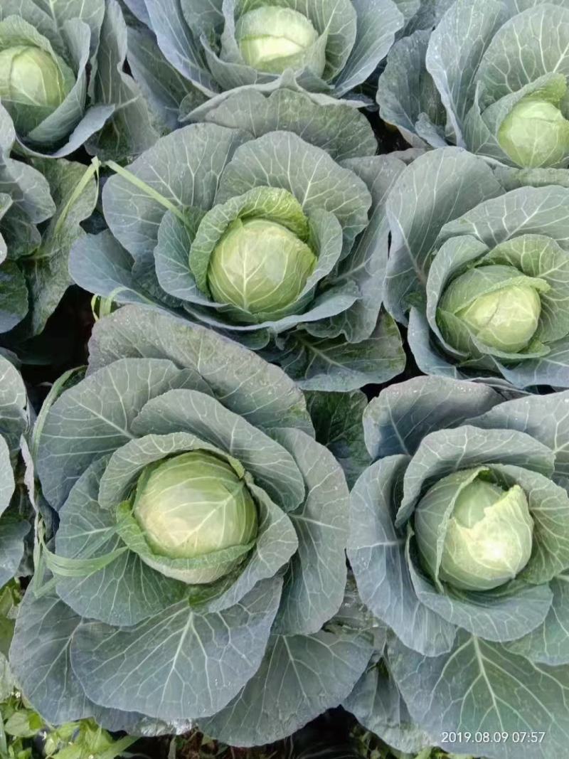 【云南甘蓝】铁头包菜大量供应产地直发品质保证