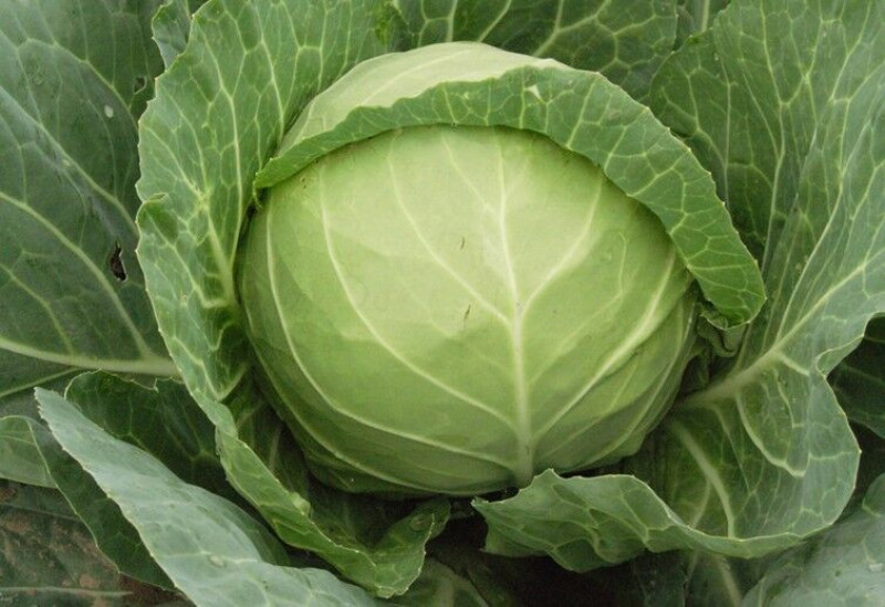 【云南甘蓝】铁头包菜大量供应产地直发品质保证