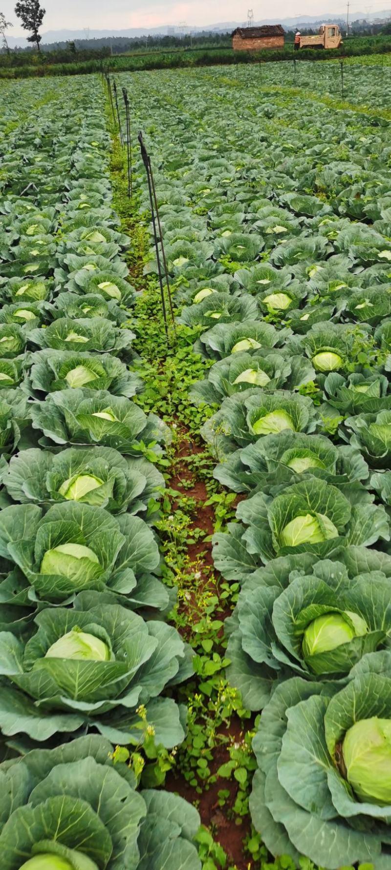 【云南甘蓝】铁头包菜大量供应产地直发品质保证