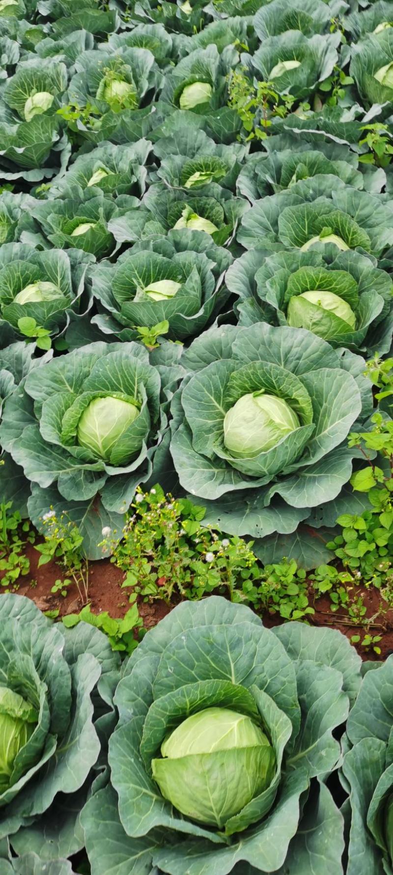 【云南甘蓝】铁头包菜大量供应产地直发品质保证