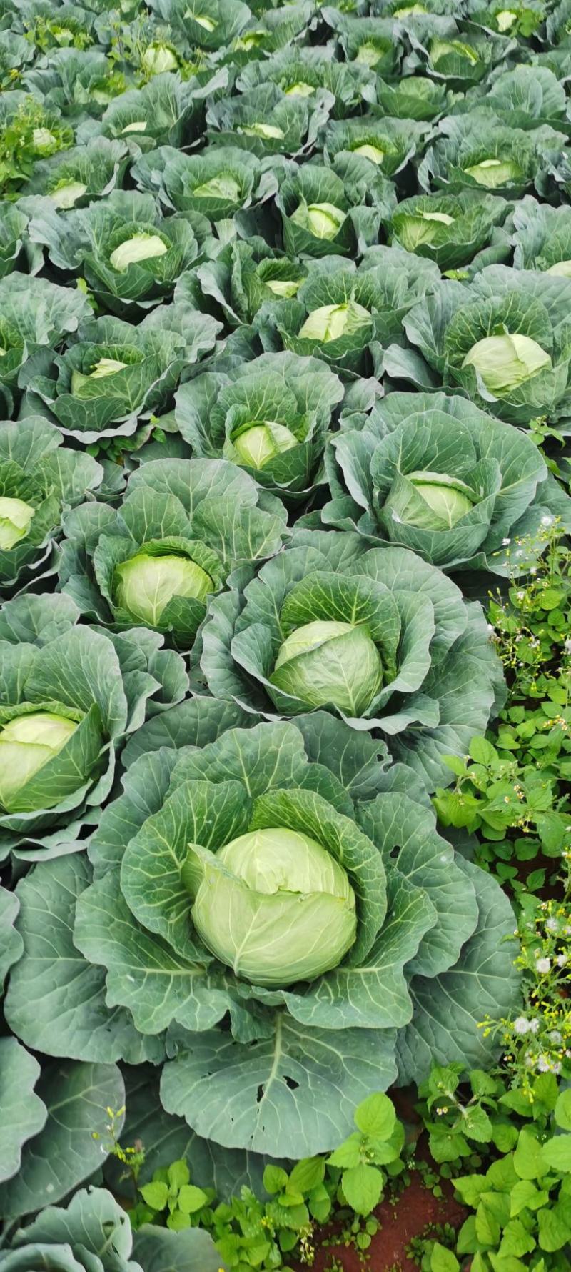 【云南甘蓝】铁头包菜大量供应产地直发品质保证