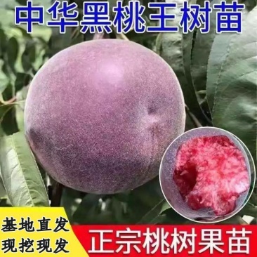 新品种特大超甜嫁接黑桃皇后桃树苗果树苗大黄桃树苗南方北方