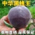 新品种特大超甜嫁接黑桃皇后桃树苗果树苗大黄桃树苗南方北方