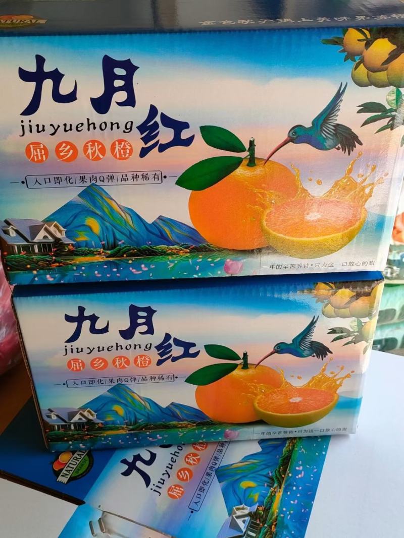 长虹脐橙水田坝脐橙又大又甜量大从优