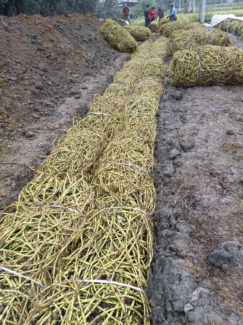 成都本地柳叶空心菜种藤老杆子，质量好，自产自销。