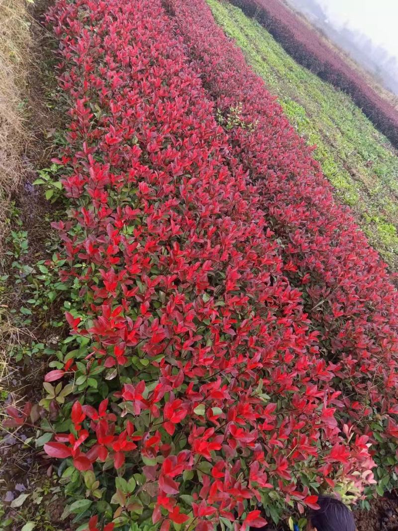 【红叶石楠】1到到30公分大量供应，基地直供免费技术指导