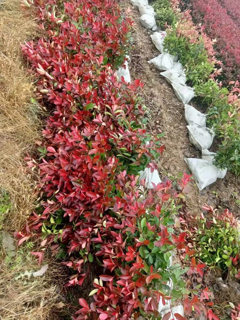 【红叶石楠】1到到30公分大量供应，基地直供免费技术指导