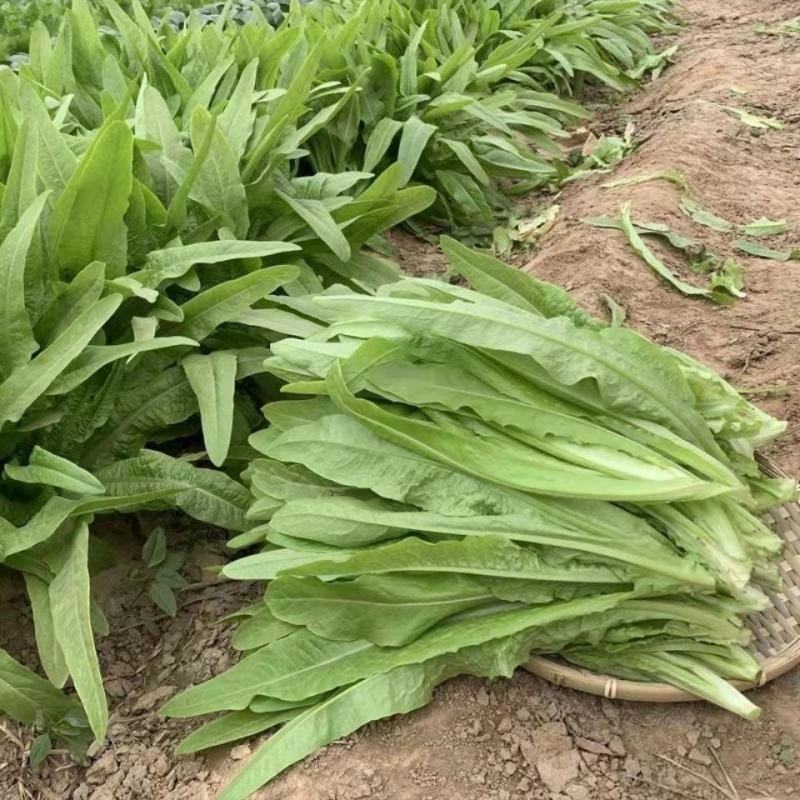 油麦菜河北邯郸油麦菜量大从优基地供应质量保证