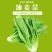 油麦菜河北邯郸油麦菜量大从优基地供应质量保证