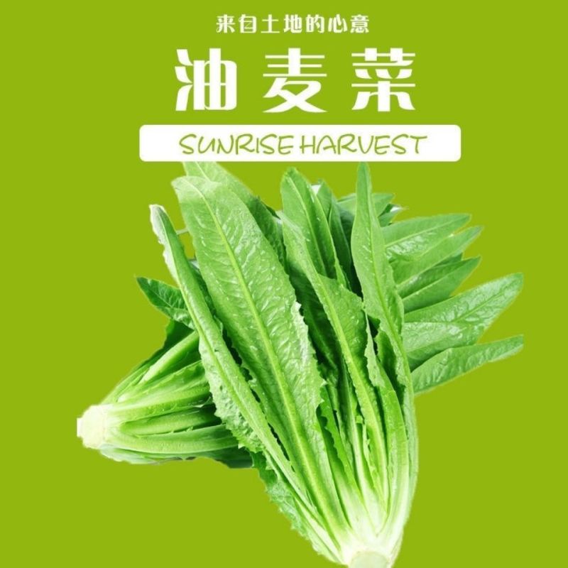 油麦菜河北邯郸油麦菜量大从优基地供应质量保证
