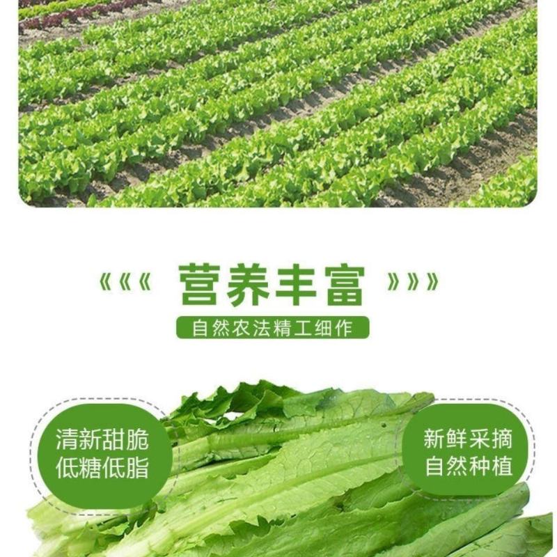 油麦菜河北邯郸油麦菜量大从优基地供应质量保证