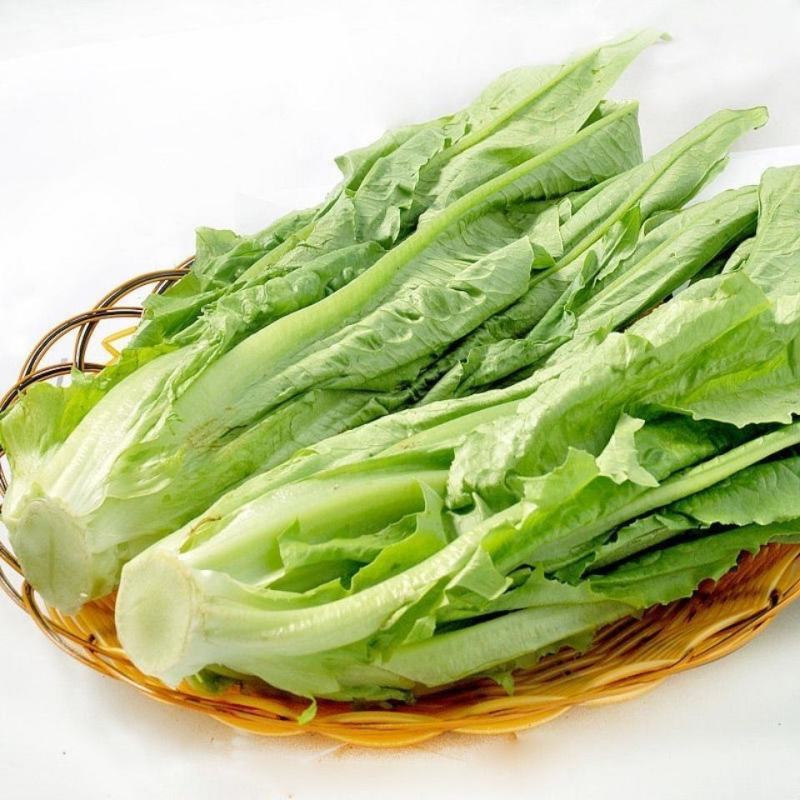 油麦菜河北邯郸油麦菜量大从优基地供应质量保证
