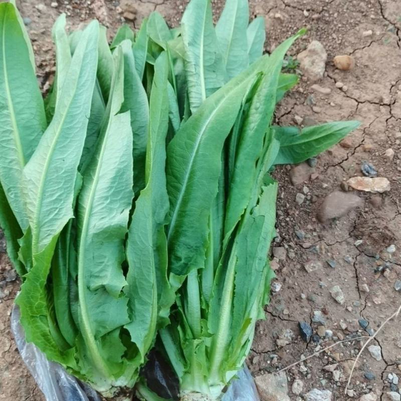 油麦菜河北邯郸油麦菜量大从优基地供应质量保证