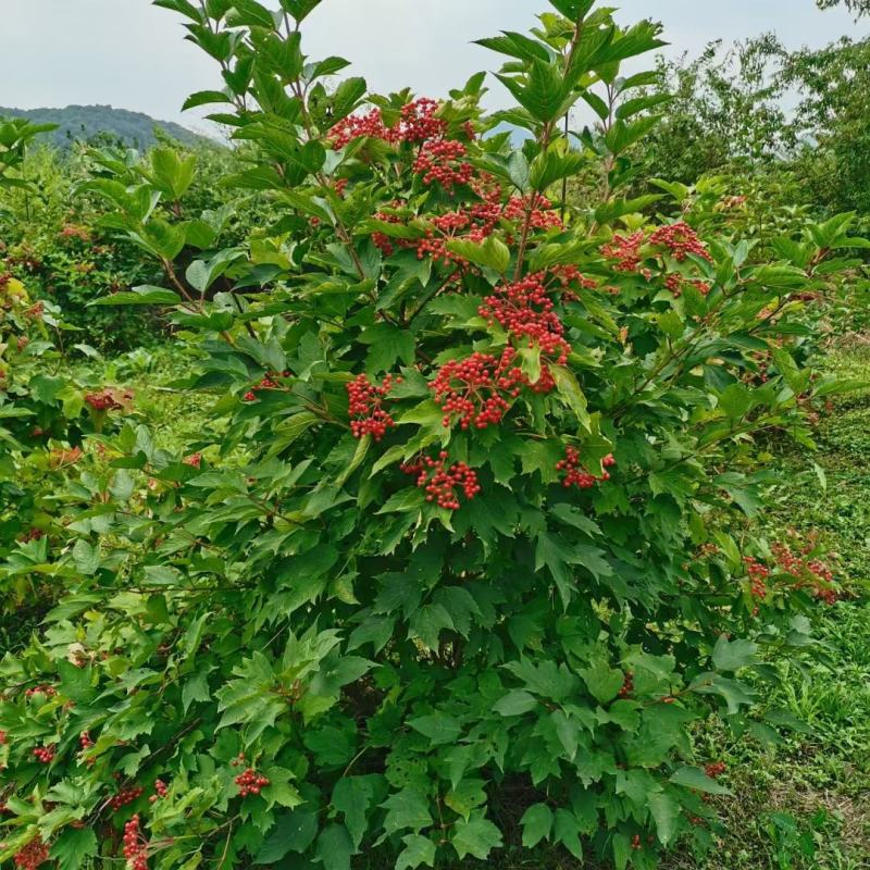 天目琼花