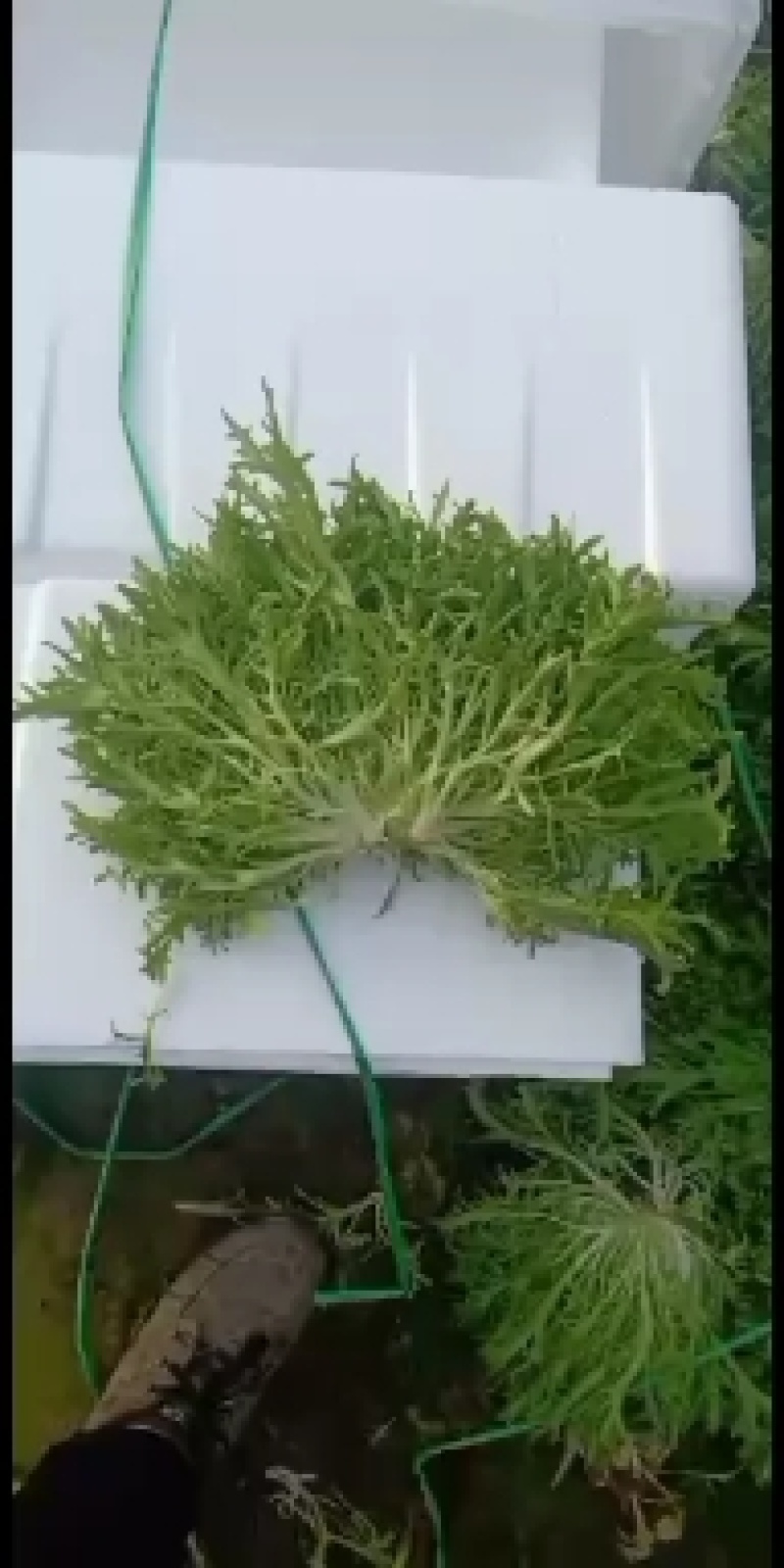 菊花黄心苦菊上市，欢迎各位老板致电洽谈欢迎联系