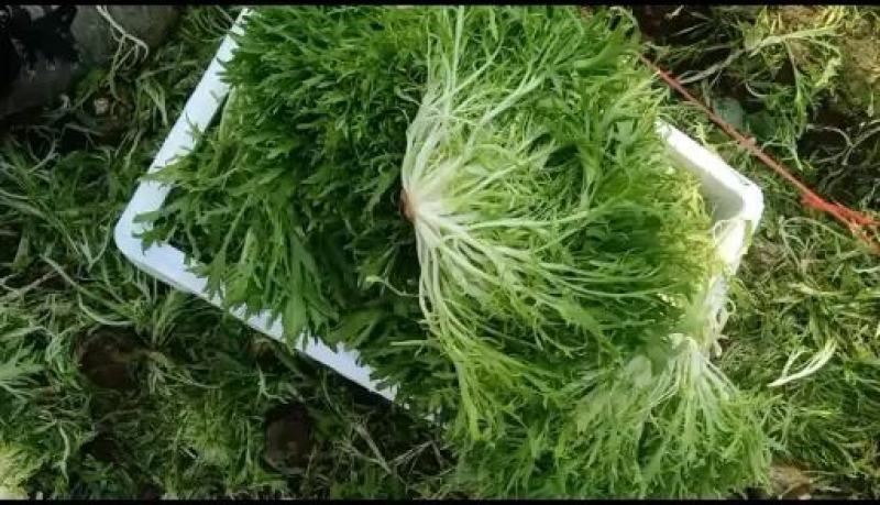 菊花黄心苦菊上市，欢迎各位老板致电洽谈欢迎联系