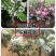 矮化苹果盆景红富士苹果当年结果南北方种植老桩盆景阳台庭院