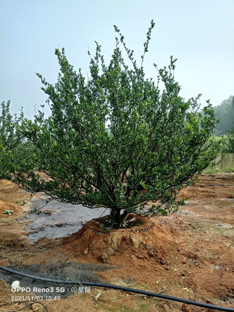 南丰蜜橘容器苗，自家苗圃，一手货源，基地直销，价格优惠。
