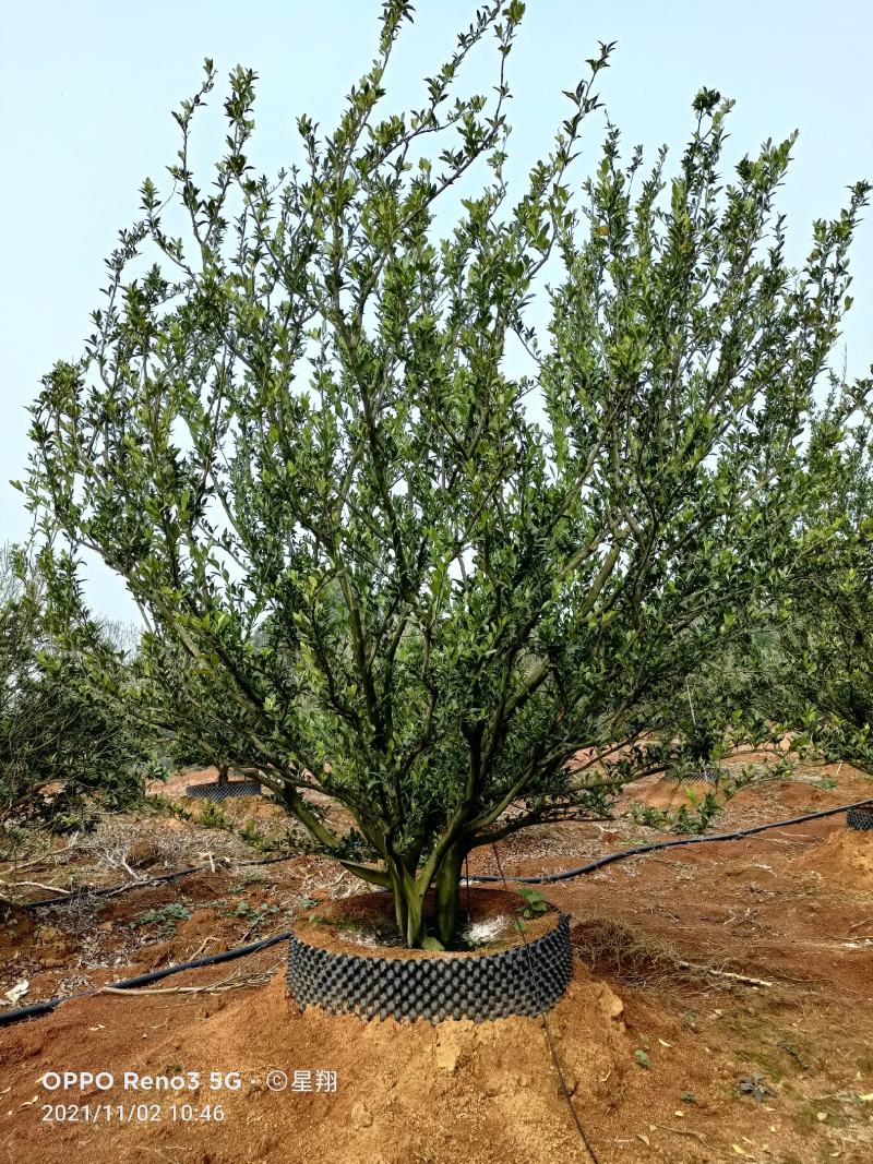 南丰蜜橘容器苗，自家苗圃，一手货源，基地直销，价格优惠。
