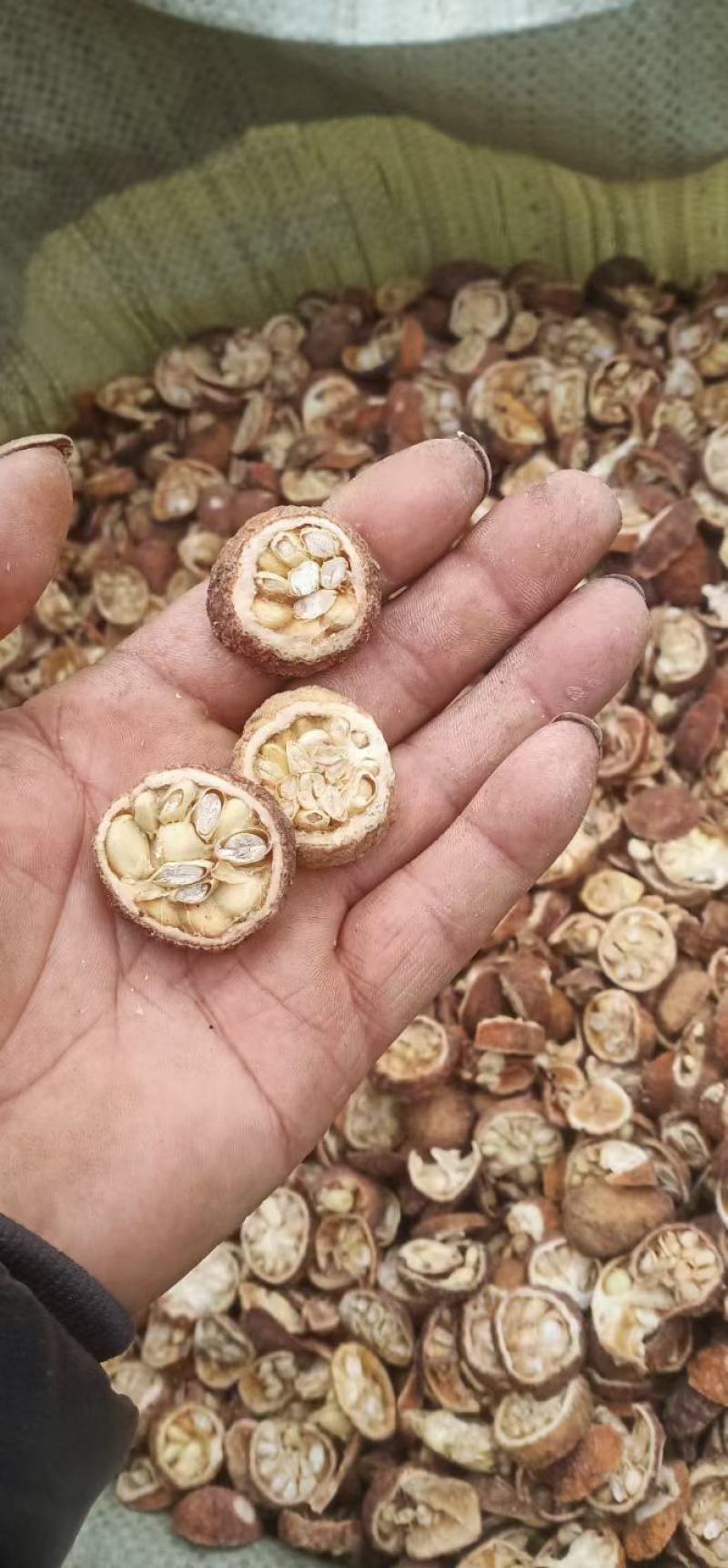 枸橘李，中药材枸橘果，枸橘干，苦枸橘质量保证欢迎选购