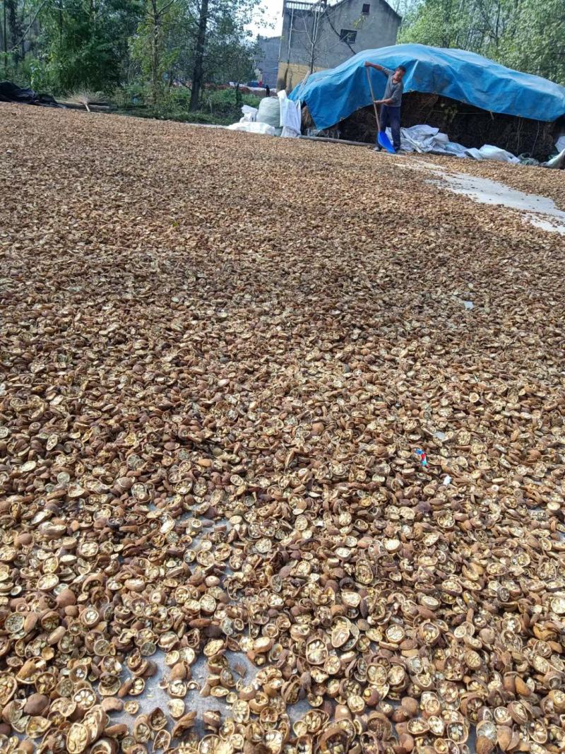 枸橘李，中药材枸橘果，枸橘干，苦枸橘质量保证欢迎选购