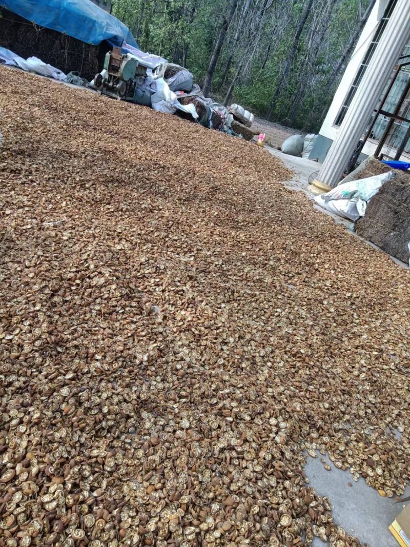 枸橘李，中药材枸橘果，枸橘干，苦枸橘质量保证欢迎选购