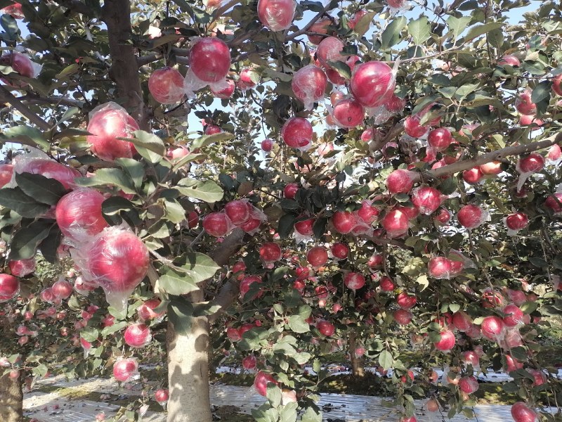 纸加膜红富士苹果脆甜多汁颜色诱人基地直供