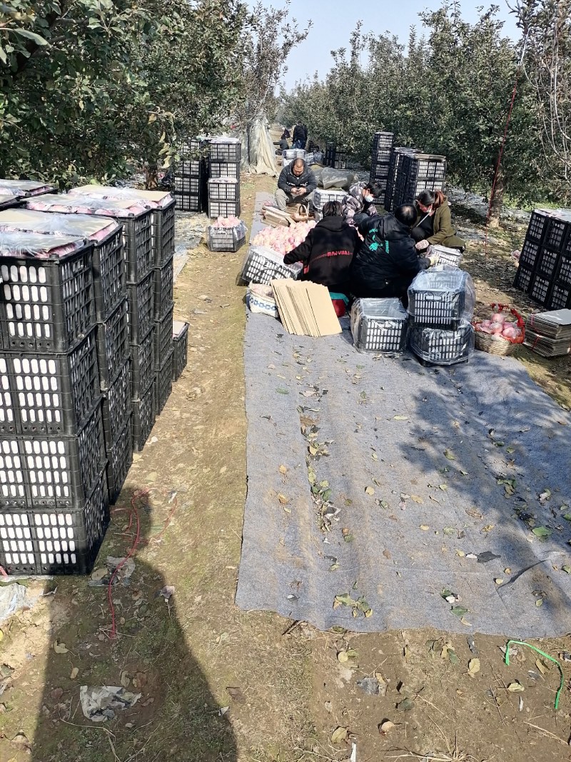 纸加膜红富士苹果脆甜多汁颜色诱人基地直供