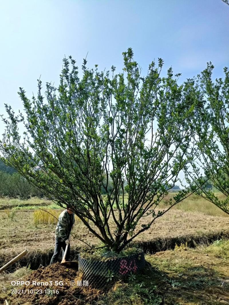南丰蜜橘容器苗，自家苗圃，一手货源，基地直销，价格优惠。