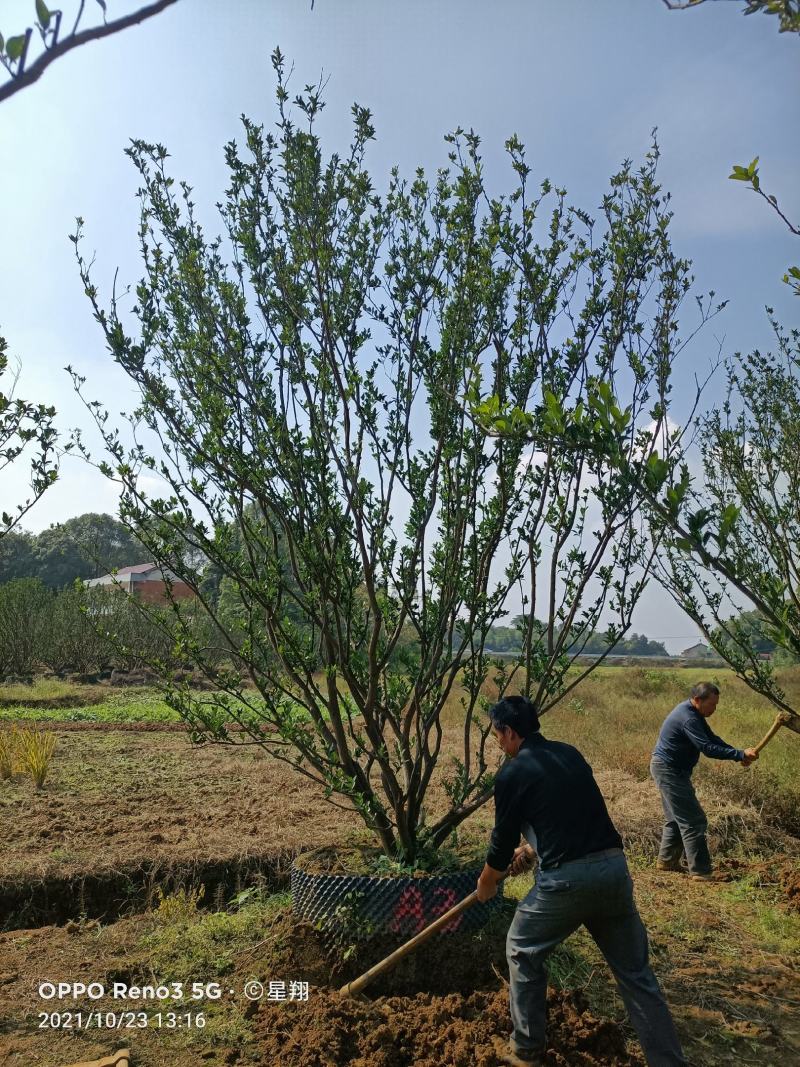 南丰蜜橘容器苗，自家苗圃，一手货源，基地直销，价格优惠。