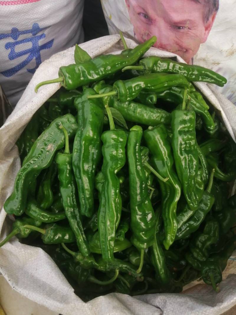 阜南县大棚，小皱皮辣椒大量上市，欢迎各位老板来订购