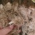 葱根，葱须干水洗品质量保证，经营各种中药材！