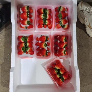 草莓天仙醉奶油草莓正式上市货量充足全国发货