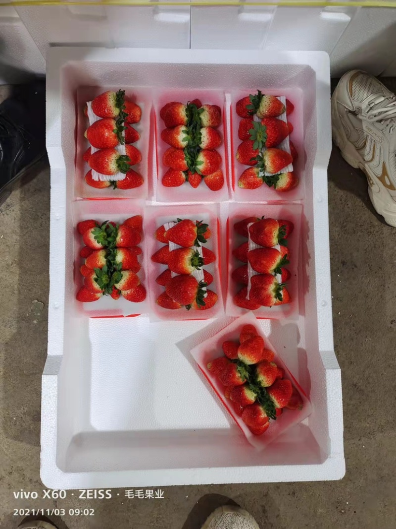 草莓天仙醉奶油草莓正式上市货量充足全国发货
