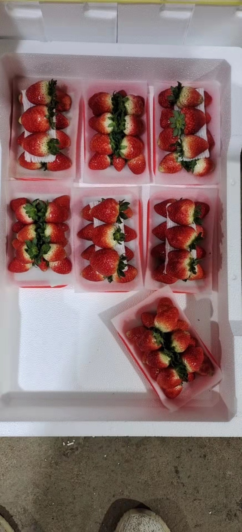 天仙醉草莓大量上市，果子大味道清甜基地全国发货