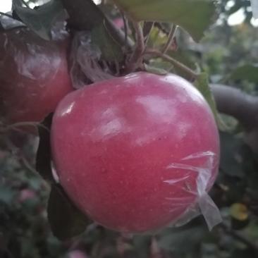 红富士苹果口感脆甜多汁颜色诱人超低的价格