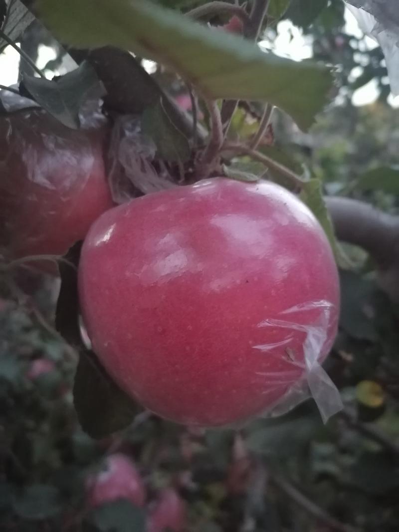 红富士苹果口感脆甜多汁颜色诱人超低的价格