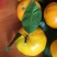 八月柑桔🍊以成熟上市