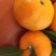 八月柑桔🍊以成熟上市