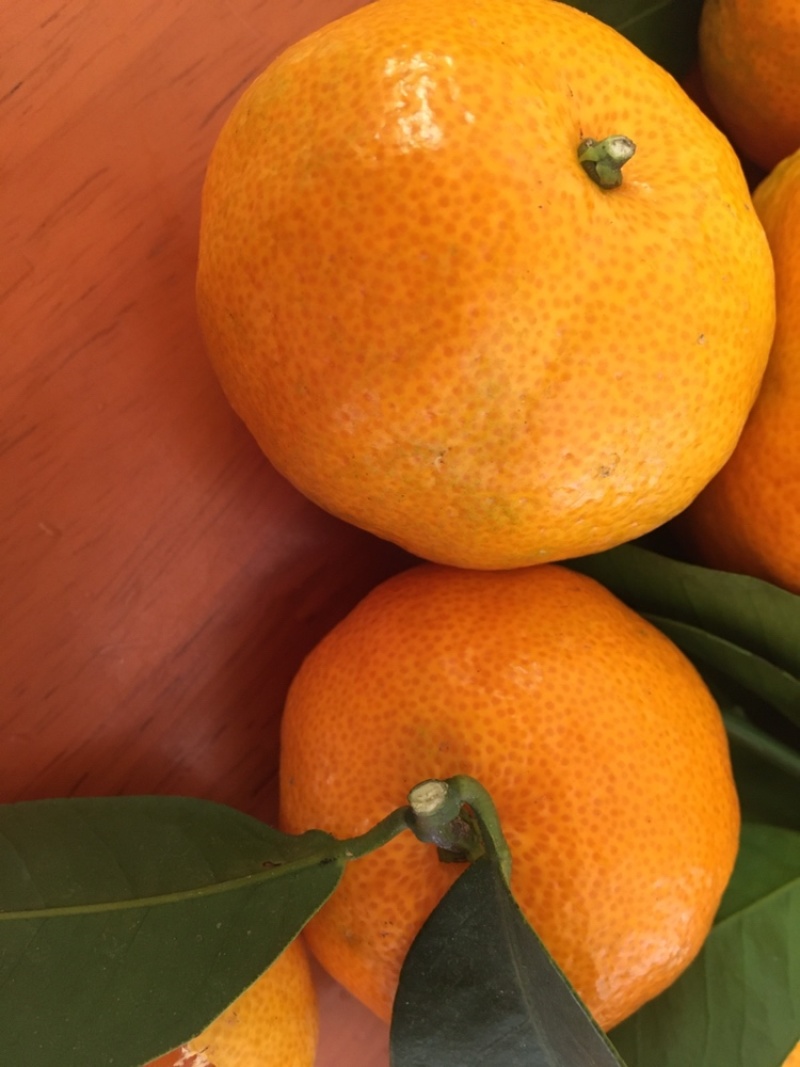 八月柑桔🍊以成熟上市