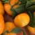 八月柑桔🍊以成熟上市