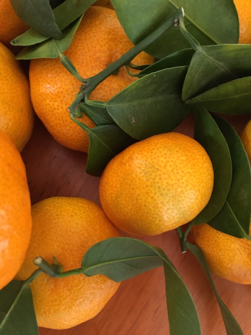 八月柑桔🍊以成熟上市
